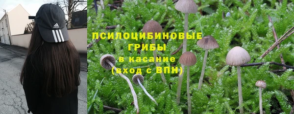 ГАЛЛЮЦИНОГЕННЫЕ ГРИБЫ Инта